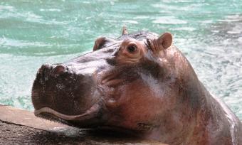 Hippo at the Memphis Zoo